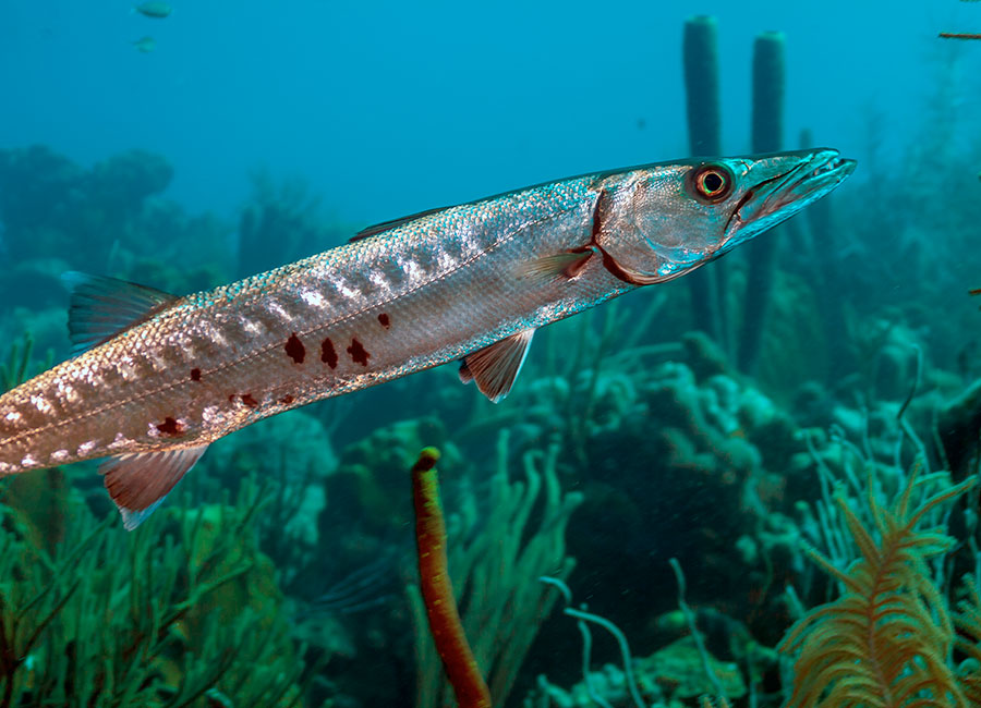 Fauna Islas Columbretes